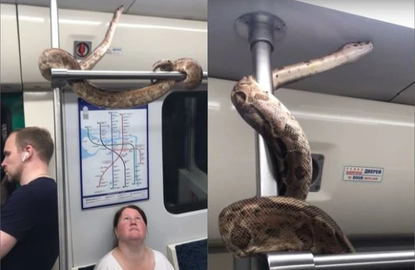 В России змея прокатилась в метро - ВИДЕО