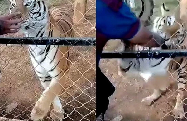Zooparkda ölüm - Pələngi sığallamaq istəyərkən... - VİDEO - FOTO