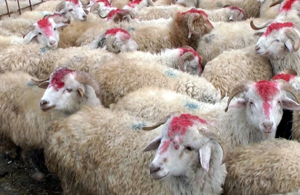 Qurbanlıq heyvanların qiyməti neçədən başlayacaq? - VİDEO