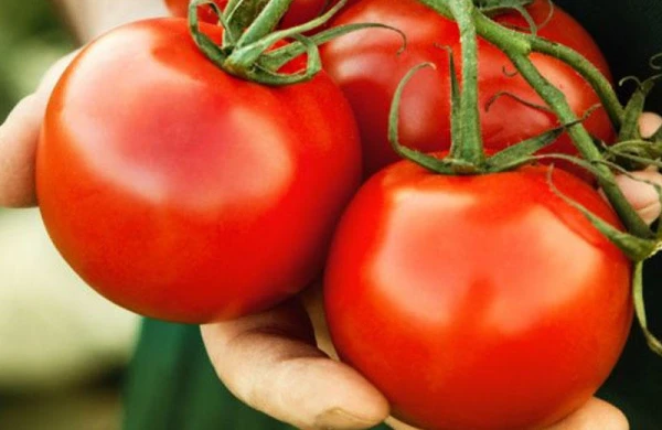 Pomidorun qiyməti niyə bahalaşıb?