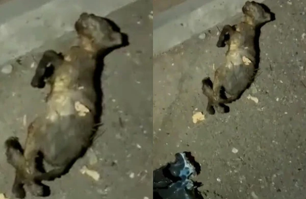 Bakıda uşaq pişiyi yandıraraq öldürdü