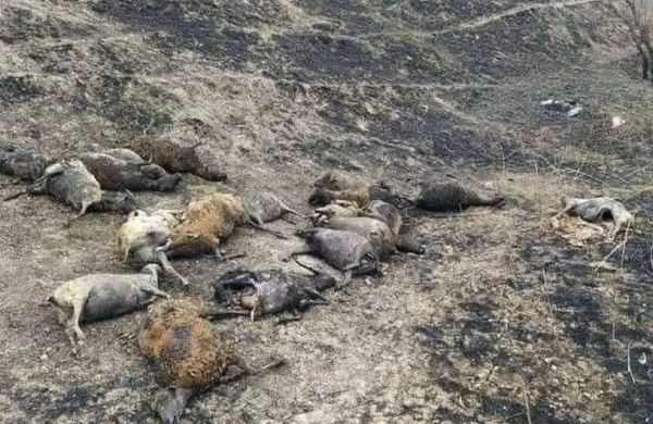 10 kənd alovlar içində - Şabran və Qubada dəhşətli yanğın - FOTOlar