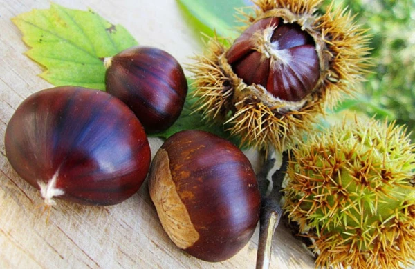 Şabalıdın bilmədiyimiz faydaları