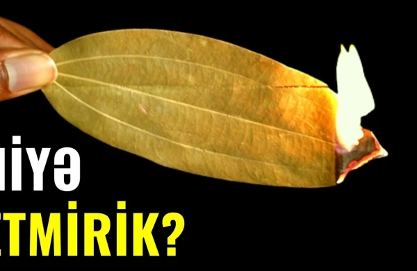 DƏFNƏ YARPAĞINI Bu Şəkildə İstifadə Etsəniz...(VİDEO)