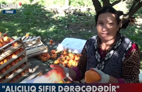 Tonlarla xurmanı sata bilməyən fermerlər çarəsiz durumda - VİDEO