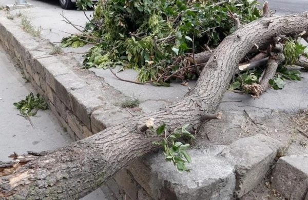 Xaçmaz sakini üzərinə ağac aşması nəticəsində ölüb