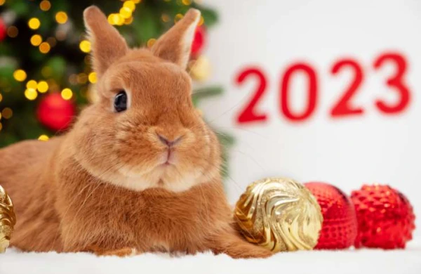 Dovşan ilinin kişi və qadına görə xüsusiyyətləri - 2023