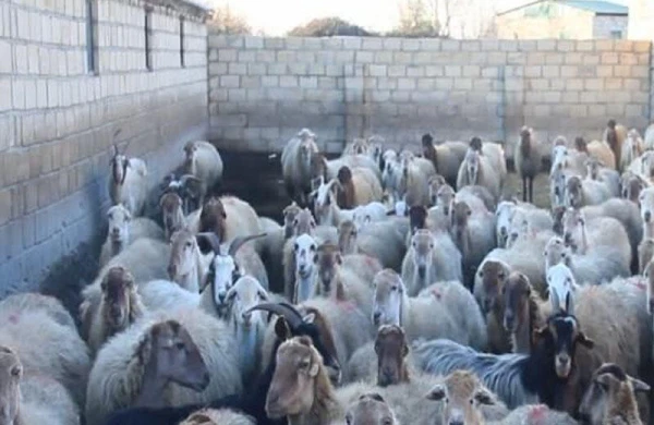 Ağdaşda naməlum xəstəlik: heyvanlar tələf olur