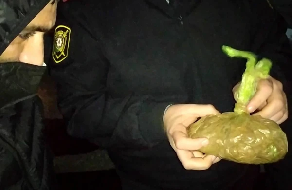 Evində külli miqdarda marixuana aşkarlanıb
