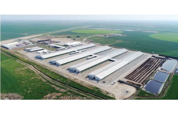 Azərbaycanda yeni ətlik və südlük istiqamətli aqroparklar yaradılır