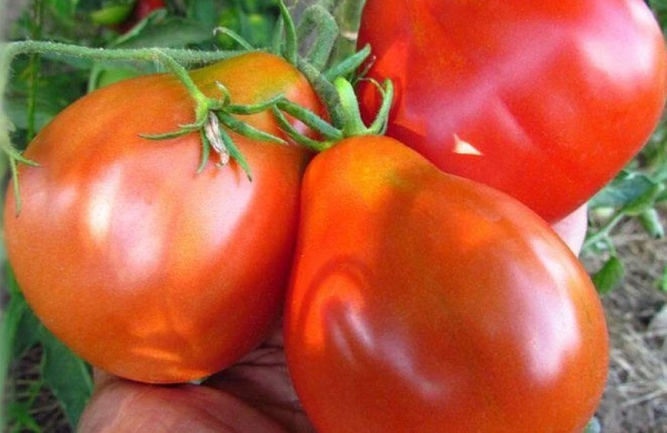 Yüksək təzyiqi salan xüsusi pomidor satışa çıxarıldı