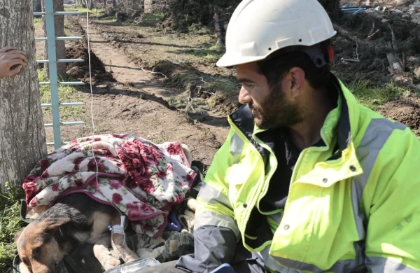 İt 55 saatdan sonra xilas edildi