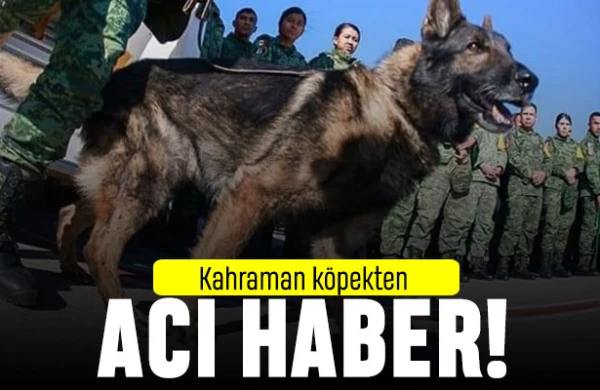 İnsanları xilas edən it dağıntılar altında öldü:Müdafiə Nazirliyi başsağlığı yaydı -FOTO