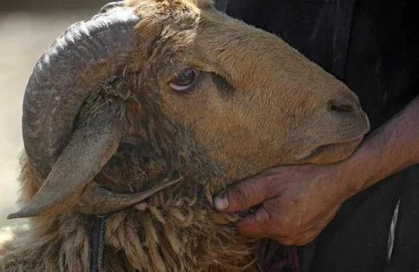 Nəzir dediyim qurbanın ətindən özüm də yeyə bilərəm?