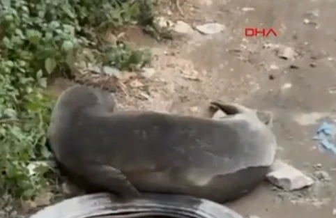Zəlzələdən sonra küçədə nəsli kəsilmək üzrə olan CANLI PEYDA OLDU - FOTO