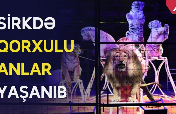 Bakı sirkində qorxulu anlar: Heyvanlar bir-birinə hücum etdi - ANBAAN VİDEO