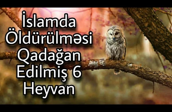 İslamda Öldürülməsi Qadağan Edilmiş 6 Heyvan