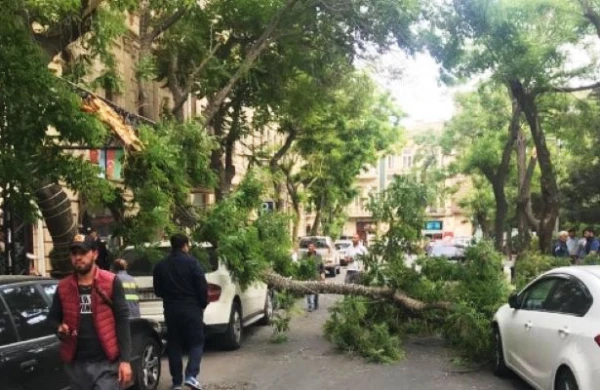 “Hündür ağacların altında dayanmayın” - Xəbərdarlıq