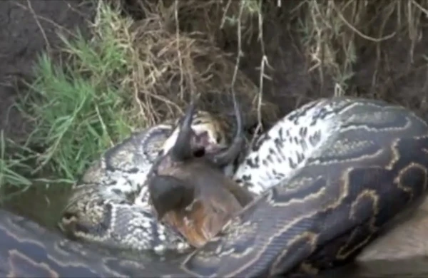 Massive python trying to swallow a gazelle with sharp horns