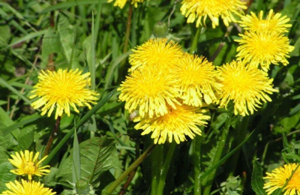 Bu otun çiçəyinin mürəbbəsi min dərdə dərmandır