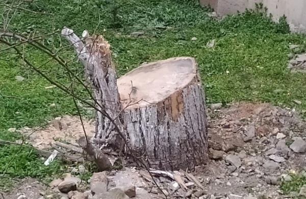 Sumqayıt, Hacıqabul və Samuxda ağaclar qanunsuz kəsilib