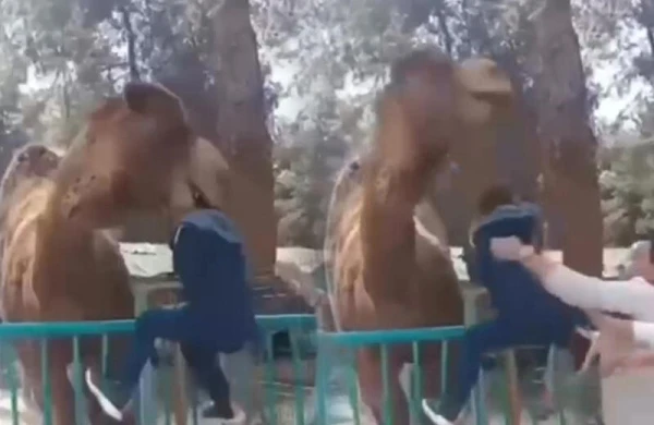 Dəvə ona yaxınlaşan uşağı dişləyib göyə qaldırdı - VİDEO