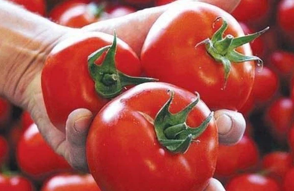 Pomidorun tərkibi xərçəngdən müdafiə edir