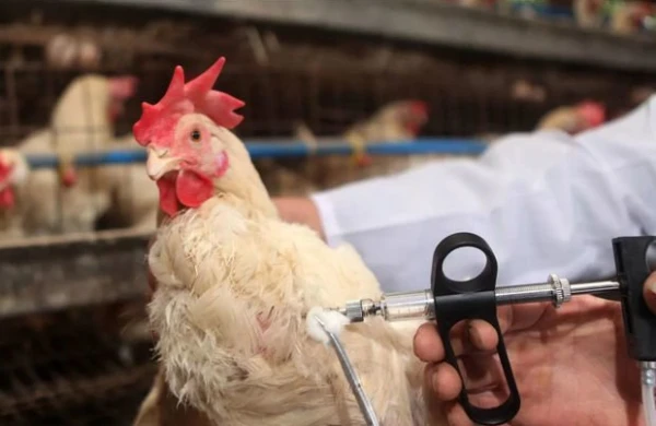 Azərbaycanda quş qripi ilə bağlı vəziyyət AÇIQLANDI
