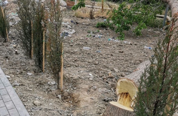 Bakıda ağaclar qanunsuz kəsilib, araşdırma aparılır