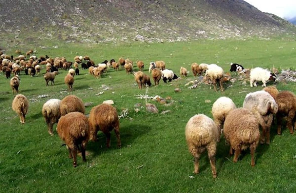 Quduz qoyunları kəsib qonaqlıq verdi - Azərbaycanda  dəhşət
