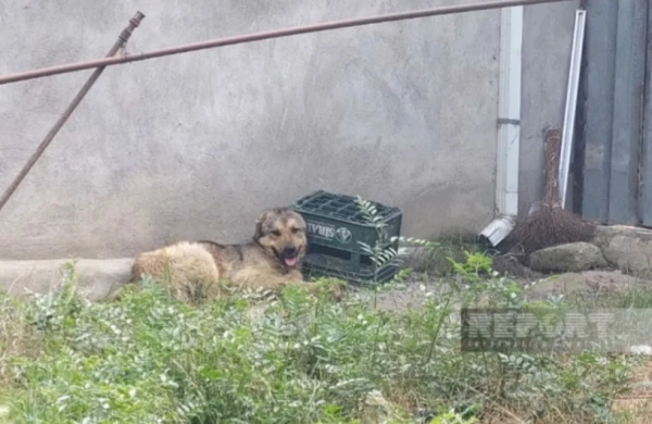 Azərbaycanda tükürpədici hadisə: İt azyaşlı qızlara hücum etdi,ölən var