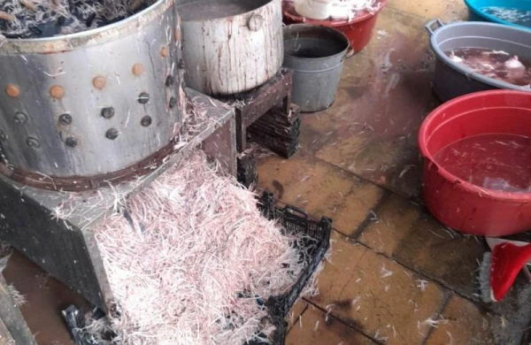 Sanitariya-gigiyena normalarının pozulduğu quş kəsimi müəssisəsi aşkarlandı - FOTO