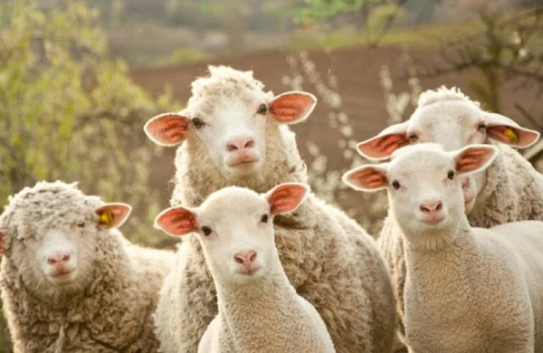 İslam təqviminə əsasən, qarşıdan Qurban bayramı gəlir.