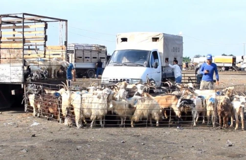 Qurbanlıq heyvanların QİYMƏTİ neçəyə olacaq? - VİDEO