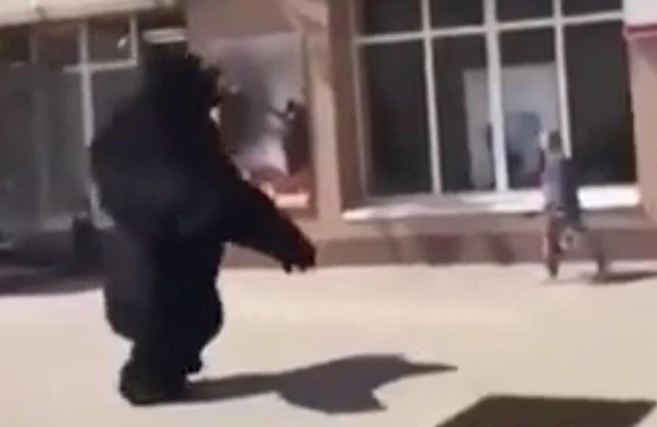 Meymun paltarı geyinmiş kişi yaşlı qadını insult etdi - VİDEO