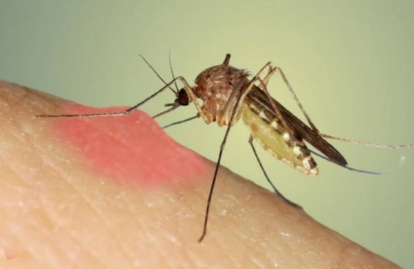 Yeni təhlükəli virus yayıldı - XƏBƏRDARLIQ - 400-dən çox yoluxan var