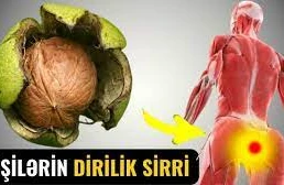 Yaşıl Qozun Nələr Etdiyini 90% İnsan Bilmir (VİDEO)