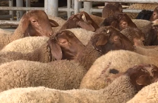 Ölkə üzrə 138 ünvanda qurbanlıq heyvanların satışı həyata keçirilir - VİDEO