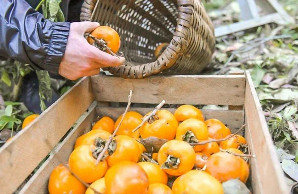 "Ətirli qızıl"dan yüz milyonlarla gəlir əldə edə bilərik