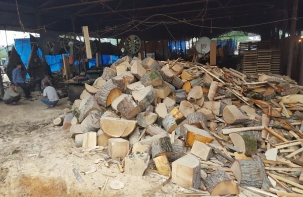Göyçayda qanunsuz yolla əldə edilmiş işlik meşə materialı müəyyən edilib