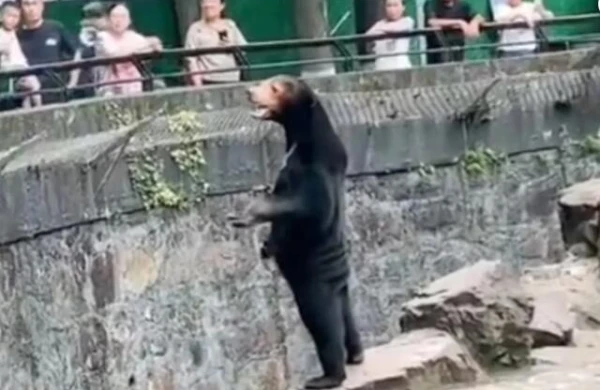 Zooparkdakı ayının görüntüləri diqqət çəkdi – Əsldir yoxsa süni?