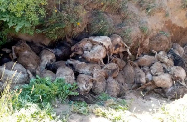 Qoyunlar kütləvi şəkildə "intihar etdi"