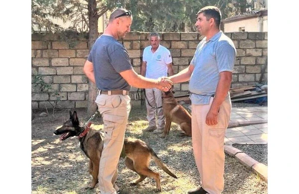 ABŞ Azərbaycana daha 5 minaaxtaran it göndərib - FOTO