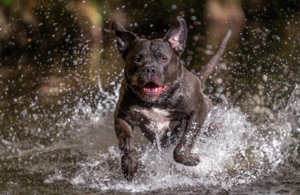 İngiltərədə 'American Bully XL' itləri qadağan ediləcək