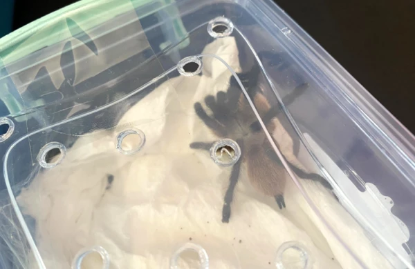 Qarğıdalı ilanı və tarantula satmaq istəyərkən tutuldu