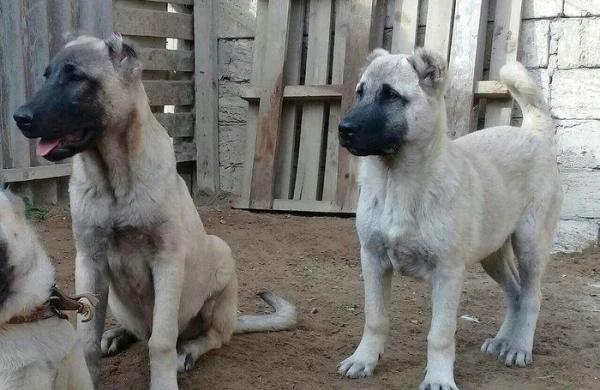 Azərbaycanda meşələrdəki heyvanlar ilk dəfə aviasiya vasitəsi ilə peyvəndlənib