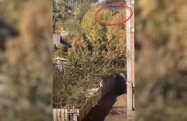 5-ci mərtəbədən atılan it sağ qaldı