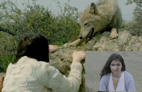 Azərbaycanda film çəkilişində QORXUNC HADİSƏ - Canavar aktrisaya hücum etdi - FOTOLAR