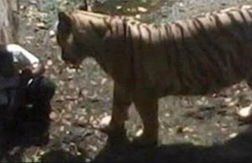 Pələng zooparkda kişini diri-diri yedi (18+)