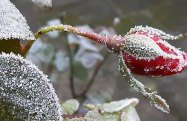 Sabah 10° şaxta gözlənilir